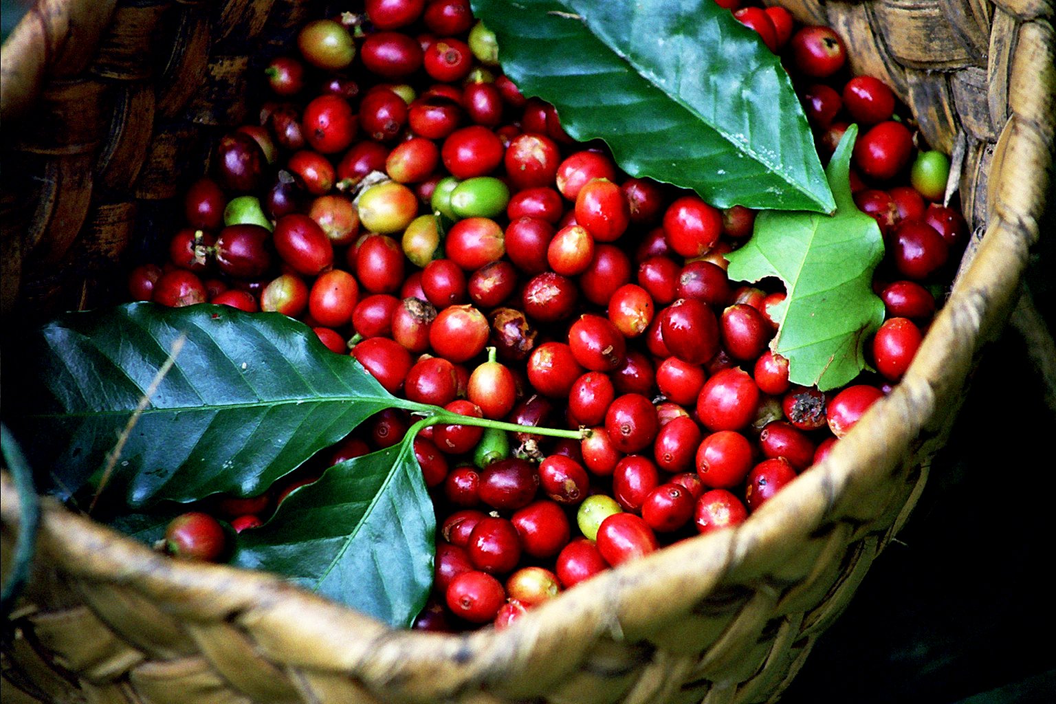 Việt Nam là một trong 10 quốc gia xuất khẩu cà phê lớn nhất thế giới